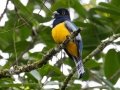 Gartered Trogon-  Rancho Naturalista - Cartago - CR, March 7, 2023