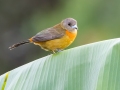 Scarlet-rumped Tanager  - Mirador Valle del General - San Jose - Costa Rica, March 10, 2023