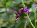 Snowcap- Reserva El Copal - Tausito - Cartago - Costa Rica, March 6, 2023