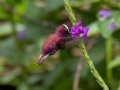 Snowcap- Reserva El Copal - Tausito - Cartago - Costa Rica, March 6, 2023