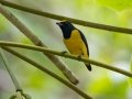 Spot-crowned Euphonia - Rio Rincón Bridge and Environs - Puntarenas - Costa Rica, March 13, 2023