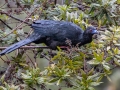 Black Guan - Feathers Garden - San Jose - Costa Rica, March 8, 2023