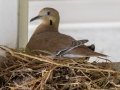 White-winged Dove - Hotel Robledal - Alajuela - Costa Rica, March 3, 2023