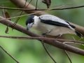 Black-crowned Titya - Rio Rincón Bridge and Environs - Puntarenas - Costa Rica, March 13, 2023