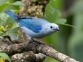 Blue-gray Tanager-  Rancho Naturalista - Cartago - CR, March 7, 2023