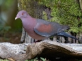 Red-billed Pigeon -  Rancho Naturalista - Cartago - CR, March 7, 2023
