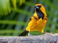 Spot-breasted Oriole - Hotel Robledal - Alajuela - Costa Rica, March 3, 2023