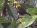 Tawny-crested Tanager- Reserva El Copal - Tausito - Cartago - Costa Rica, March 6, 2023