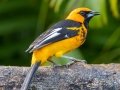 Spot-breasted Oriole - Hotel Robledal - Alajuela - Costa Rica, March 3, 2023
