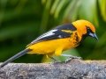Spot-breasted Oriole - Hotel Robledal - Alajuela - Costa Rica, March 3, 2023