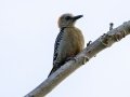 Red-crowned Woodcreeper - San Isidro de PZ--oficinas MINAE - San Jose - Costa Rica, March 10, 2023