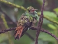 Rufous-tailed Hummingbird - Rancho Naturalista, Cartago, Costa Rica, March 5, 2023