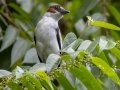 Black-crowned Titya - Rio Rincón Bridge and Environs - Puntarenas - Costa Rica, March 13, 2023