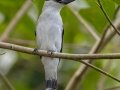 Black-crowned Titya - Rio Rincón Bridge and Environs - Puntarenas - Costa Rica, March 13, 2023