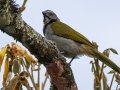 Buff-throated Saltator - San Isidro de PZ--oficinas MINAE - San Jose - Costa Rica, March 10, 2023