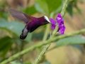 Snowcap - Reserva El Copal (Tausito), Cartago, Costa Rica, March 6, 2023