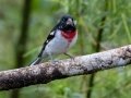 Rose-breasted Grosbeak - Feathers Garden - San Jose - Costa Rica, March 8, 2023