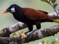 Montezuma Oropendola - Rancho Naturalista - Cartago - CR, March 7, 2023
