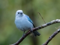 Blue-gray Tanager - Feathers Garden - San Jose - Costa Rica, March 8, 2023