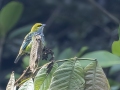 Speckled Tanager- Reserva El Copal - Tausito - Cartago - Costa Rica, March 6, 2023