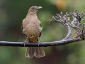 Clay-colored Thrush - Feathers Garden - San Jose - Costa Rica, March 8, 2023