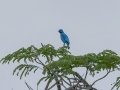Turquoise Cotinga - San Isidro de PZ--oficinas MINAE - San Jose - Costa Rica, March 10, 2023