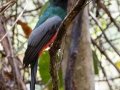 Slaty-tailed Trogon -Heron- Rio Rincón Bridge and Environs - Puntarenas - Costa Rica, March 13, 2023