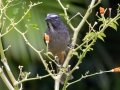 Cinnamon-bellied Saltator - Hotel Robledal - Alajuela - Costa Rica, March 3, 2023