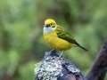 Silver-throated Tanager - Feathers Garden - San Jose - Costa Rica, March 8, 2023