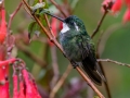 White-throated Mountain-gem (Gray-tailed) - Feathers Garden - San Jose - Costa Rica, March 8, 2023