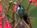 White-throated Mountain-gem (Gray-tailed) - Feathers Garden - San Jose - Costa Rica, March 8, 2023