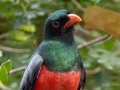 Slaty-tailed Trogon -Heron- Rio Rincón Bridge and Environs - Puntarenas - Costa Rica, March 13, 2023