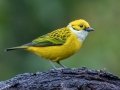 Silver-throated Tanager - Feathers Garden - San Jose - Costa Rica, March 8, 2023