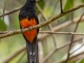 Baird's Trogon - Esquinas Rainforest Lodge - Puntarenas - Costa Rica, March 13, 2023