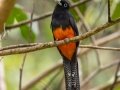 Baird's Trogon - Esquinas Rainforest Lodge - Puntarenas - Costa Rica, March 13, 2023