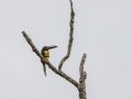 Collared Aracari -  Rancho Naturalista - Cartago - CR, March 7, 2023