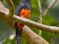 Baird's Trogon - Esquinas Rainforest Lodge - Puntarenas - Costa Rica, March 13, 2023