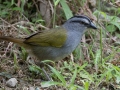 Black-striped Sparrow - Esquinas Rainforest Lodge, Puntarenas, Costa Rica, March 13, 2023