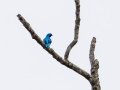 Lovely Cotinga -  Rancho Naturalista - Cartago - CR, March 7, 2023