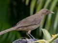 Clay-colored Thrush - Hotel Robledal - Alajuela - Costa Rica, March 3, 2023