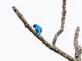 Lovely Cotinga -  Rancho Naturalista - Cartago - CR, March 7, 2023