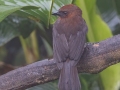 Red-throated Ant-Tanager -  Rancho Naturalista - Cartago, CR, March 5, 2023