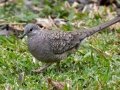 Inca Dove - Hotel Robledal - Alajuela - Costa Rica, March 3, 2023