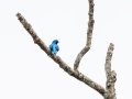 Lovely Cotinga -  Rancho Naturalista - Cartago - CR, March 7, 2023