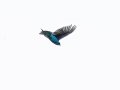 Lovely Cotinga -  Rancho Naturalista - Cartago - CR, March 7, 2023