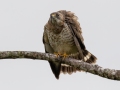 Broad-winged Hawk - Reserva El Copal (Tausito) Cartago, Costa Rica , March 6, 2023