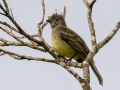 Yellow-bellied Elaenia - Rancho Naturalista - Cartago - CR, March 7, 2023
