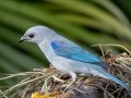 Blue-gray Tanager - Hotel Robledal - Alajuela - Costa Rica, March 3, 2023