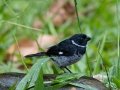 Variable Seedeater - Esquinas Rainforest Lodge - Puntarenas - Costa Rica, March 13, 2023