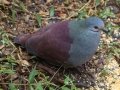 Buff-fronted Quail-Dove - Casa Tangara dowii Reserve - Cartago - CR, March 9, 2023